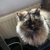 Josefine