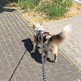 Levi