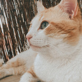 Nerea