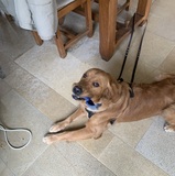 Merlin