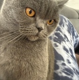 Sofi