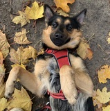 Sina