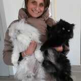 Nedia