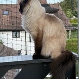Jürg