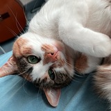 Amina