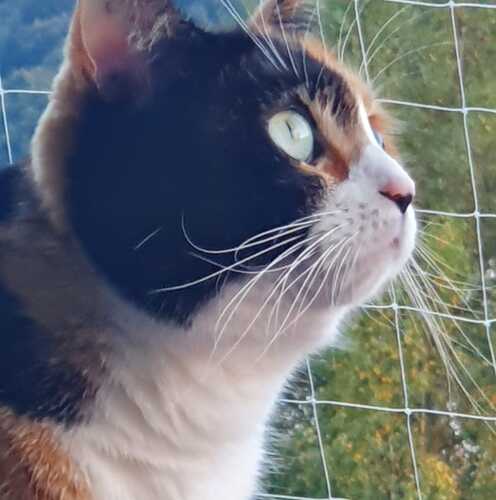 Photo of Cheyenne