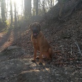 Heinrich
