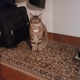 Sonja