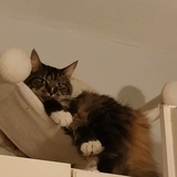 Eva