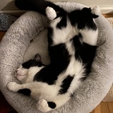 Chats Zeureux