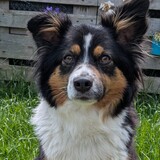Carina