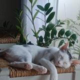 Estefania