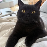 Nora