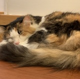 Soraya