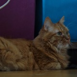 Lilou