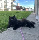 Pénélope