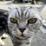 Anton