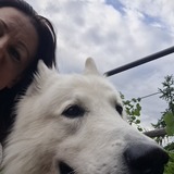 Aniko