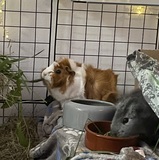 Maja