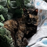 Marlene