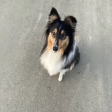Ailina