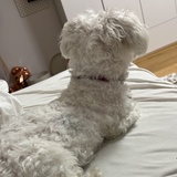 Nelli