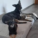 Ronja