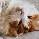 Tanja