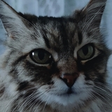 Tanja