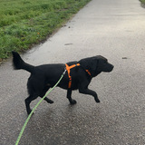 Fenja