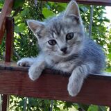Olena