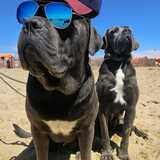 Anka