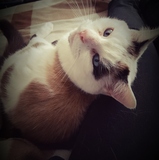 Sibylle