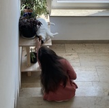 Carina