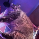 Gigi