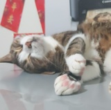 Lok Tung