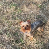Bohdan