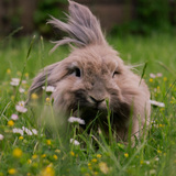 Neele