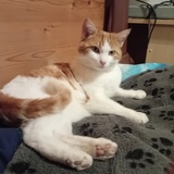 Jonas