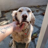 Stelina