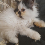 Sofi