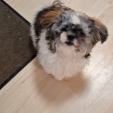Erika