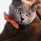 Carla