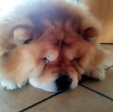Isabelle
