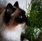 Miriam