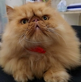 Gianluca