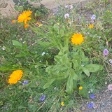 Heike