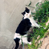 Flori