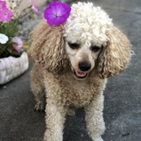 Violetta