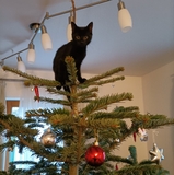 Nina